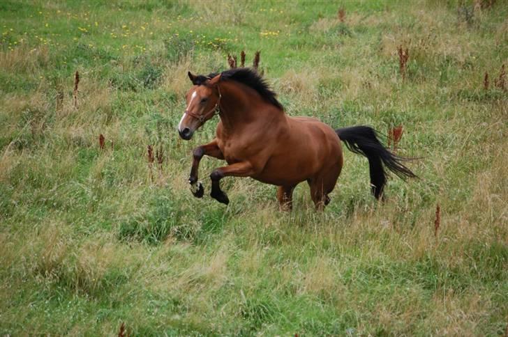 Dansk Varmblod Capella le fay •RIP• - Capella 3 år og 11 måneder, hun er vist en lille springer ;) billede 3