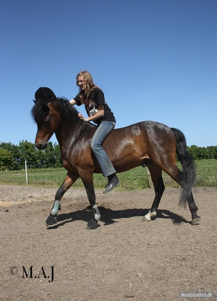 New Forest Casanova - fordi Vi Er Et Hold- foto KSL billede 16