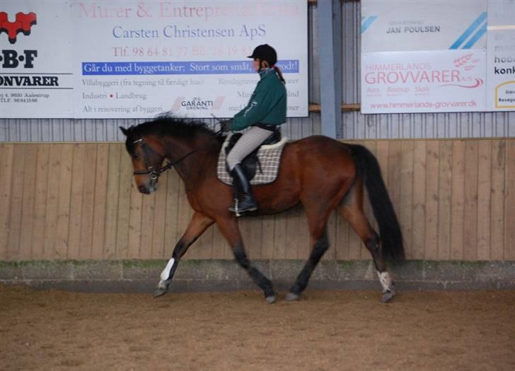 Dansk Varmblod Capella le fay •RIP• - Capella 3½ år gammel - skridt den 13 marts 09 billede 6