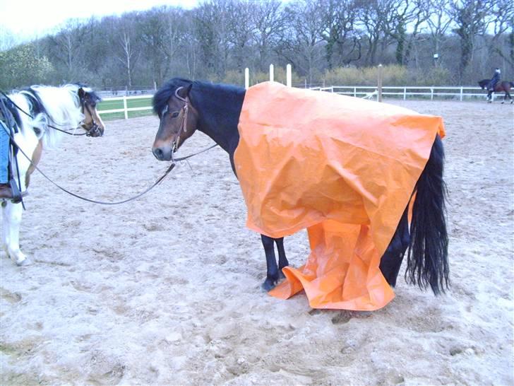 New Forest Casanova - fordi, Vi Fant Ud Af Orange Ikke Klæder DIg - foto M.A.J billede 17