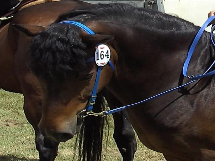 New Forest Casanova - Fordi Vi elsker Camillas Blå Hovedtøj - foto dorte billede 18