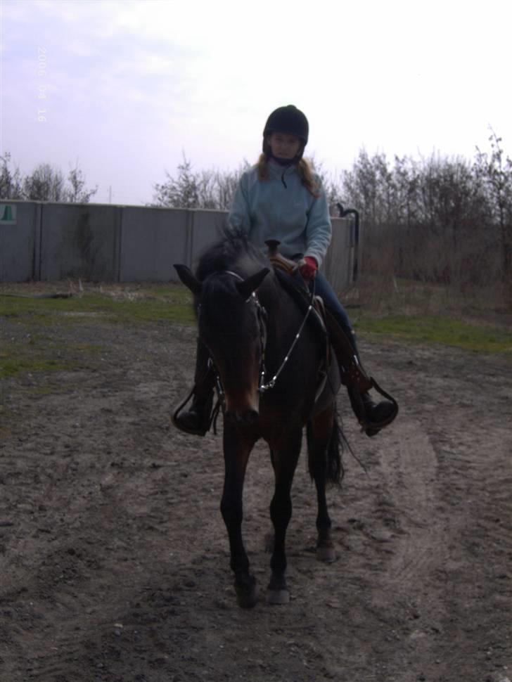 New Forest Casanova - fordi ViHar Været 200 Gange Oppe Af Den Markvej - foto mor billede 19