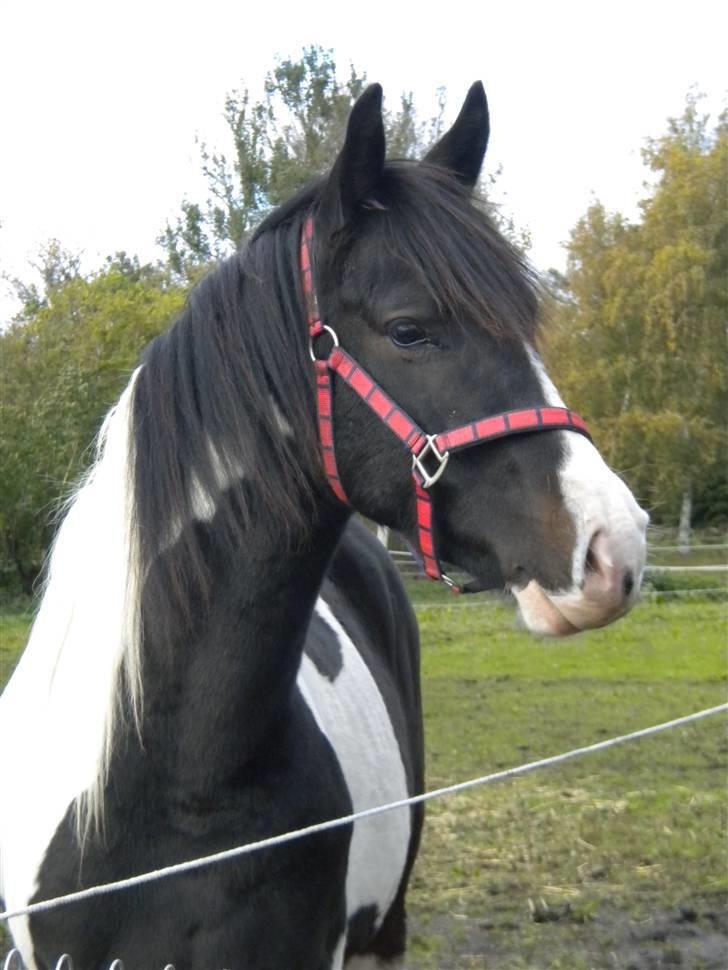 Pinto Aragon - Aragon sommer 2008. billede 1