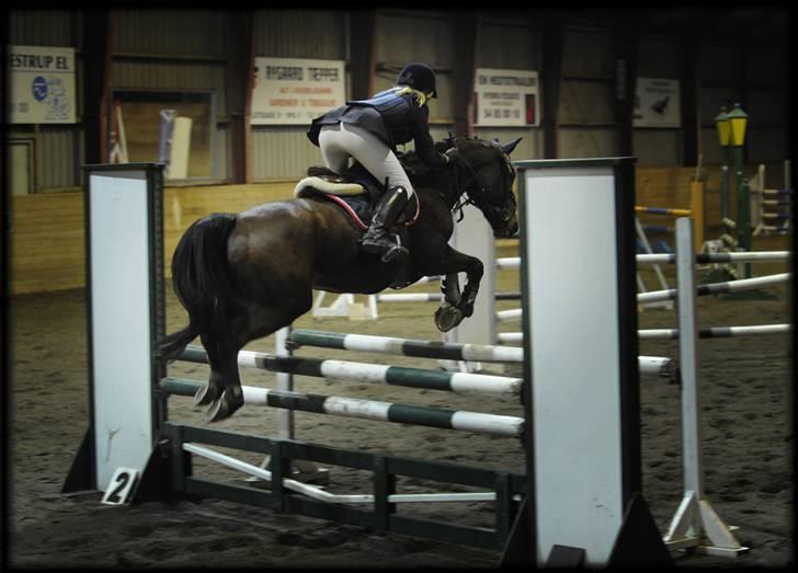 Belgisk Sportspony Cawello (SOLGT) - MB til pony stil cup stævnet i Nykøbing ;) billede 2