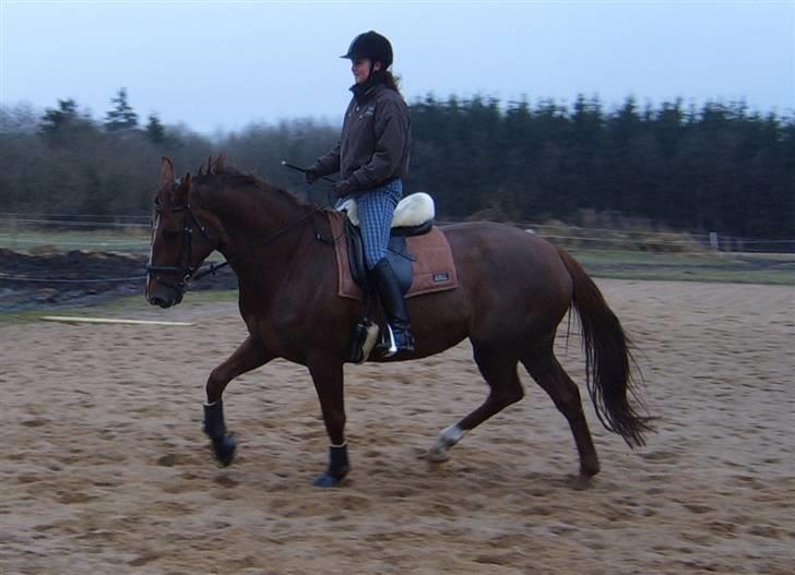 Hannoveraner Delight Roest *I HIMLEN* - Træning hjemme på banen 2006 billede 16