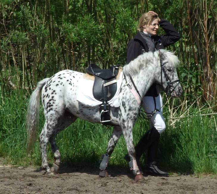 Anden særlig race Pippi - pippi i omspringning i hundborg billede 6