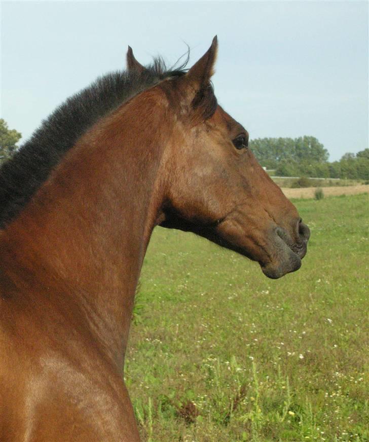 Belgisk Sportspony Cawello (SOLGT) - Han er bare en dejlig pony.. billede 9