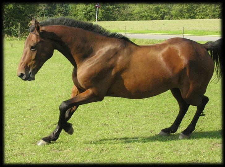 Belgisk Sportspony Cawello (SOLGT) - speedy pony man! billede 15