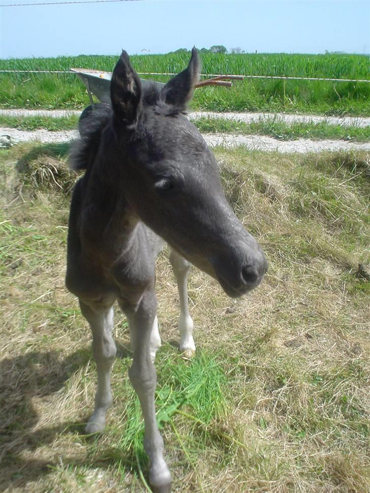 Anden særlig race Candyman - her er han kun et par timer gammel<33333 billede 6