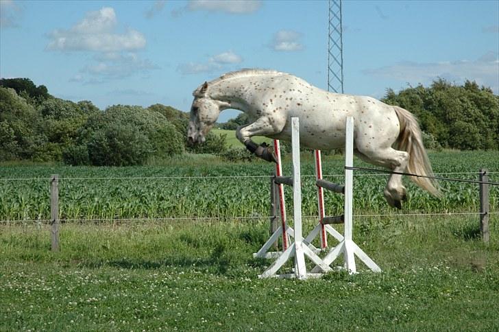 Noriker julius drømmeponyen<3 - springer 1 meter og 20 i løsspring <3:D billede 6