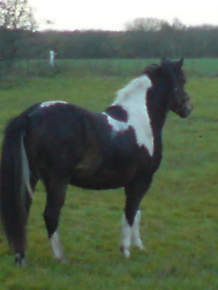 Pinto Ella |på sommergræs| - Ella. 8D billede 11