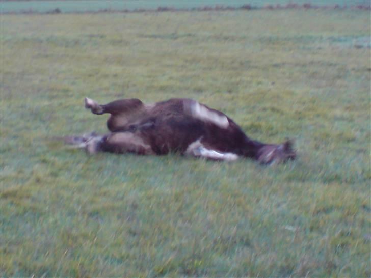 Pinto Ella |på sommergræs| - Ella. 8D billede 12