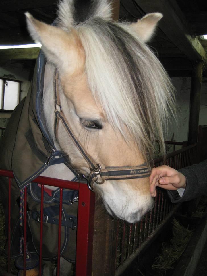 Fjordhest Østerskovs Wenke - Min dejlige pony i stalden. billede 2