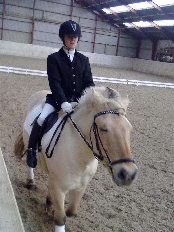 Fjordhest Ras granlygaard (Sofus) RIP <3 - 2) billede 2