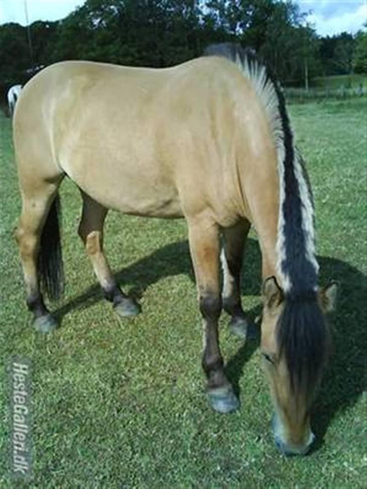 Anden særlig race flopper - nolle nyder at gå og æde;) billede 3