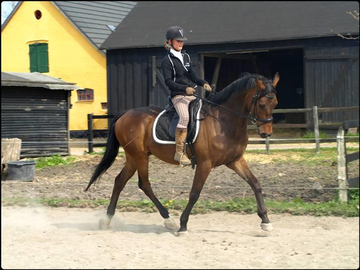 Dansk Varmblod Zushi  - Efter stævne på Harmonie, skulle Zushi også lige motioneres. billede 3