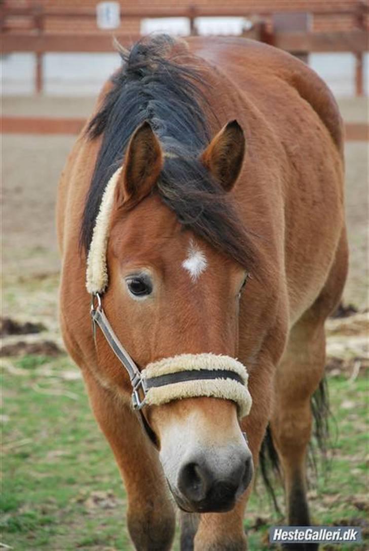 Anden særlig race Don Vito <3 Min gammle pony<3 - Maga Sød BølleBaz. I LOVE YOU <3 billede 3