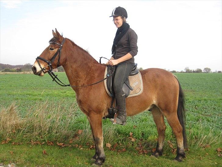 Anden særlig race Don Vito <3 Min gammle pony<3 billede 4