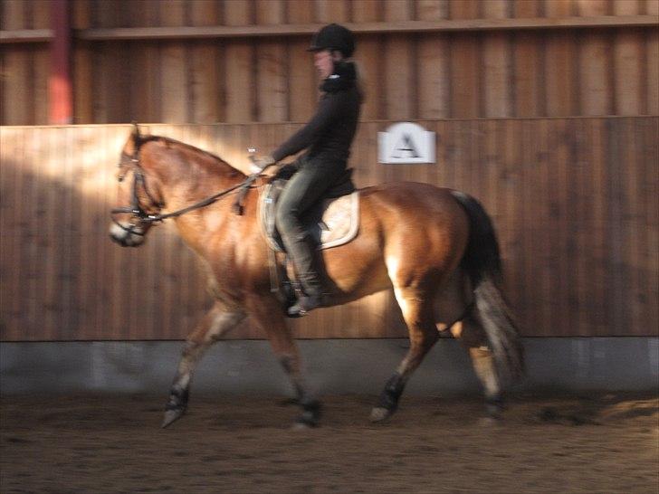 Anden særlig race Don Vito <3 Min gammle pony<3 billede 6