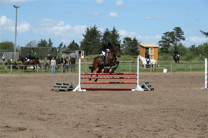 Sportsaraber (A) SoloBoy *Solgt*  - LC for hest. Taget i Langholt. Vandt ;D  billede 5