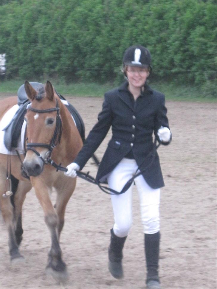 Anden særlig race Don Vito <3 Min gammle pony<3 - stævne <3 billede 7