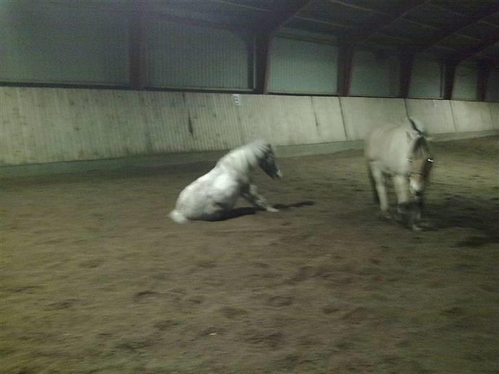 Anden særlig race Bonanza / Fræk af delle xD - Jeg klør røv.. billede 14