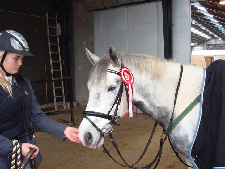 Hollandsk Sportspony Paco  - Paco skat <3 Jeg ved ikke hvad jeg skal sige andet end du er FANTASTISK ! <3 Mesterfoto: Mor :) <3 billede 20