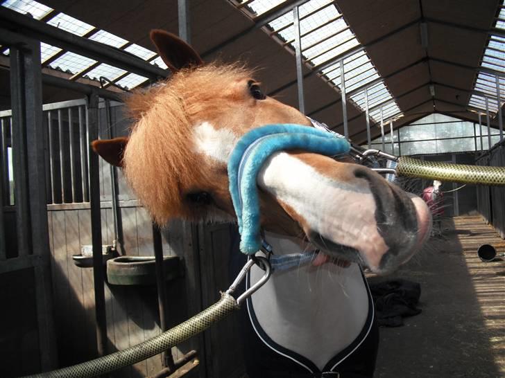 Anden særlig race Fire Fly   billede 9