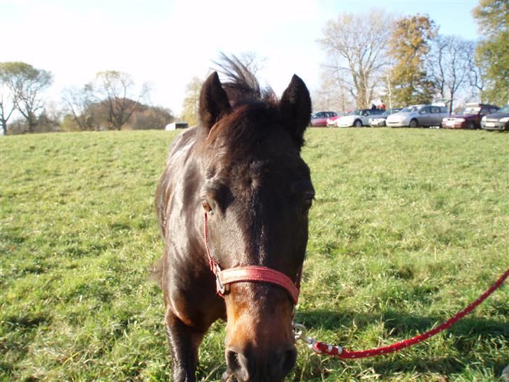 Anden særlig race Master Toby - heej :b fra nu af vil jeg fortælle jer om mit liv og hvad jeg laver billede 1