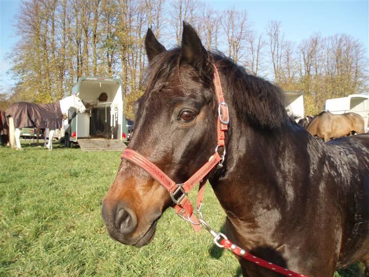 Anden særlig race Master Toby - her er jeg efter en lang dag nemlig hubertusjagten-08 billede 3