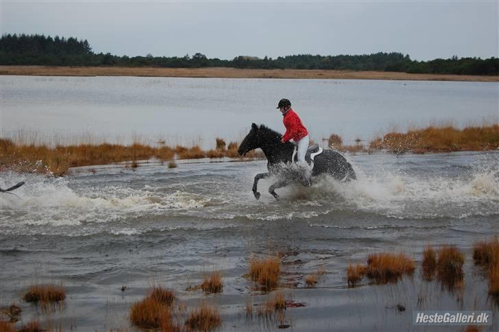 Anden særlig race Broengs Laluna(Gl. Part)  - Det var bare så sjovt at ride gemmem vandet !!! billede 15