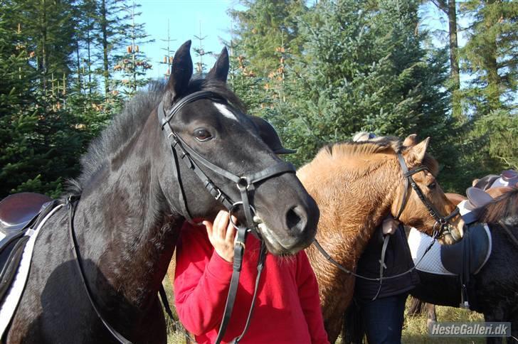Anden særlig race Broengs Laluna(Gl. Part)  - her er vi igen =) billede 17