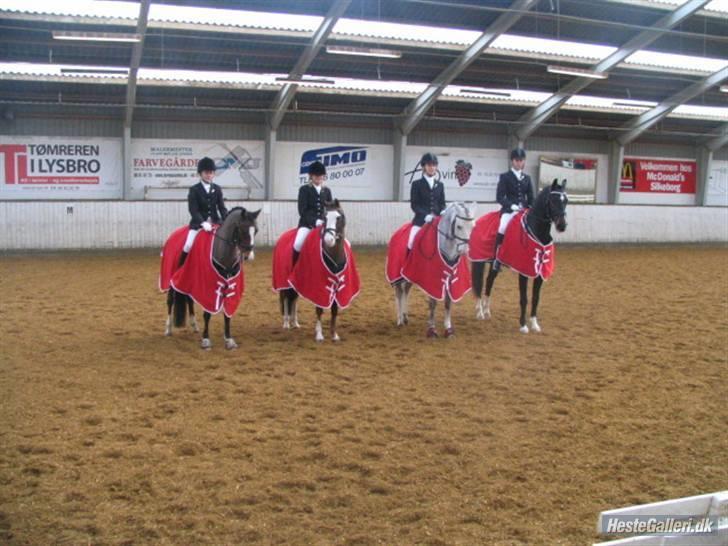 Hollandsk Sportspony Ukki Louwra  - Distrikts Holdmesterskab 2008 billede 6