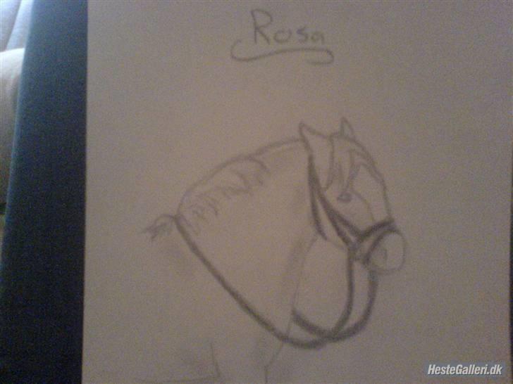 Anden særlig race Rosa R.I.P billede 14