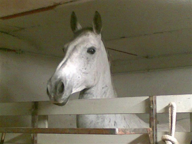 Anglo Araber (AA) Mørkbak's Kikujo <3 R.I.P billede 1