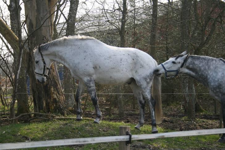 Anglo Araber (AA) Mørkbak's Kikujo <3 R.I.P billede 2