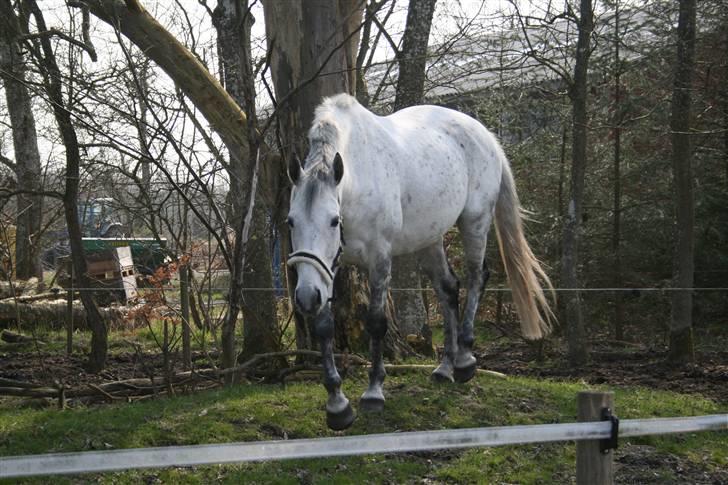 Anglo Araber (AA) Mørkbak's Kikujo <3 R.I.P billede 3