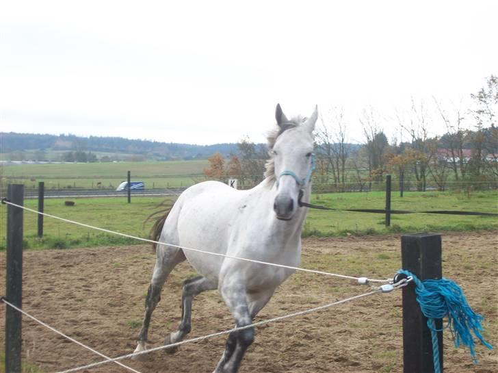 Anglo Araber (AA) Mørkbak's Kikujo <3 R.I.P billede 6