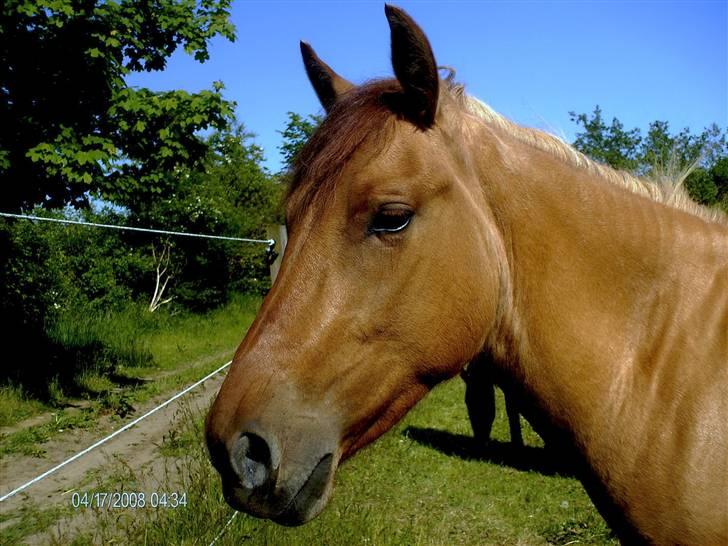 Anden særlig race Sascha solgt ::( billede 6