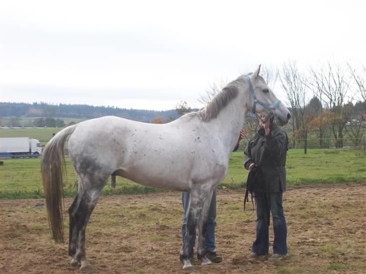 Anglo Araber (AA) Mørkbak's Kikujo <3 R.I.P billede 7