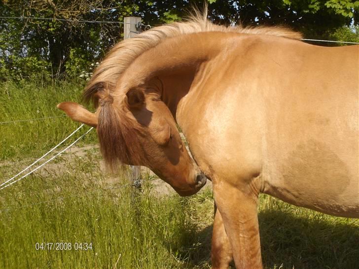 Anden særlig race Sascha solgt ::( billede 7