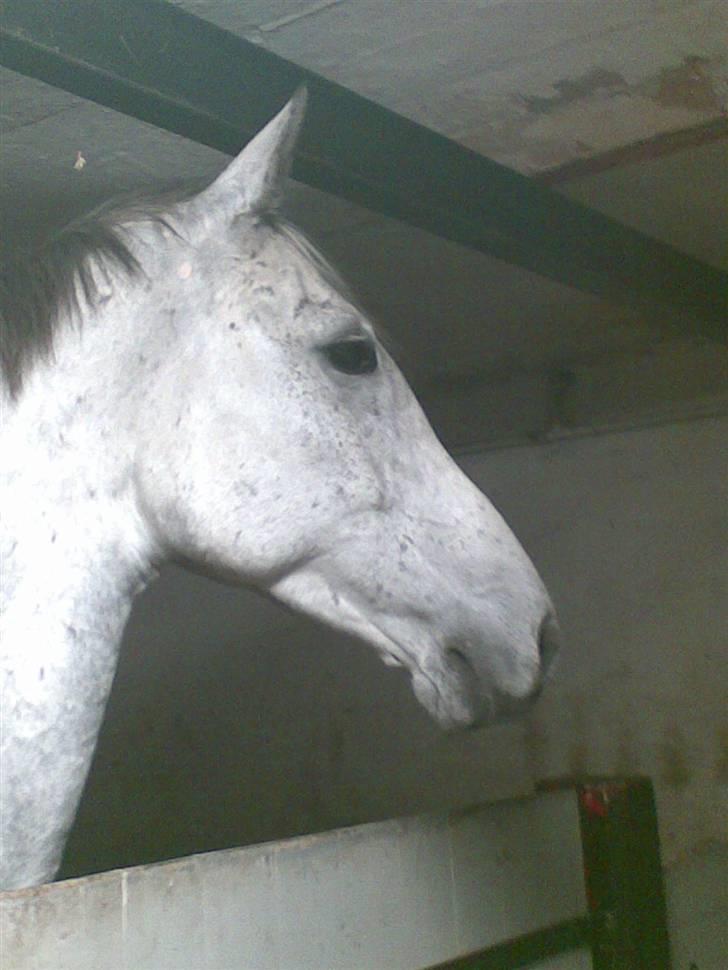Anglo Araber (AA) Mørkbak's Kikujo <3 R.I.P billede 8