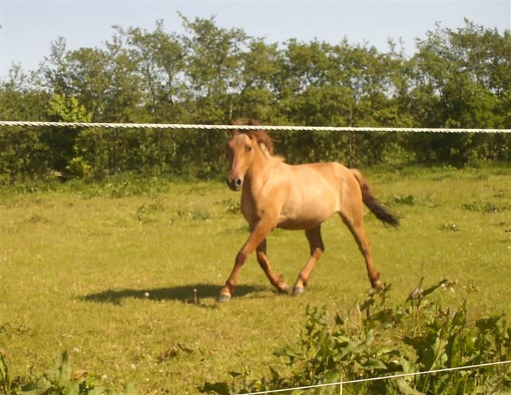 Anden særlig race Sascha solgt ::( billede 8
