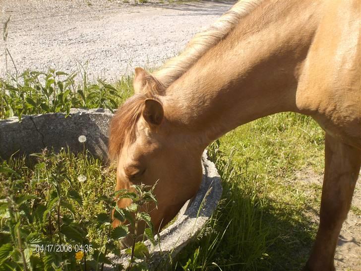Anden særlig race Sascha solgt ::( billede 9