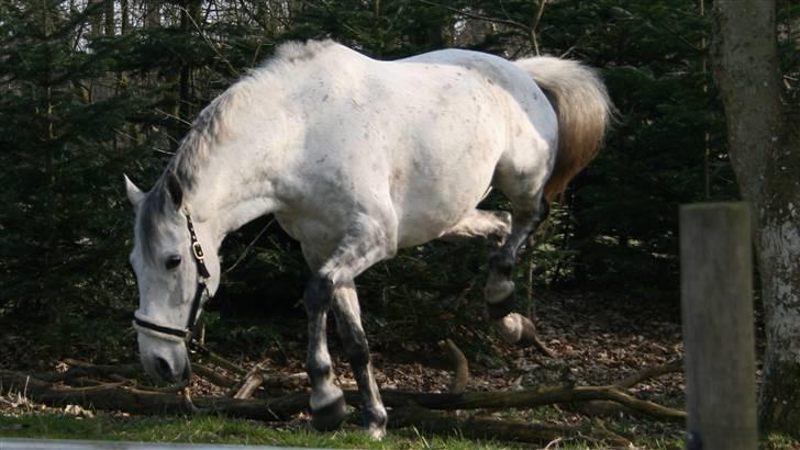 Anglo Araber (AA) Mørkbak's Kikujo <3 R.I.P billede 9