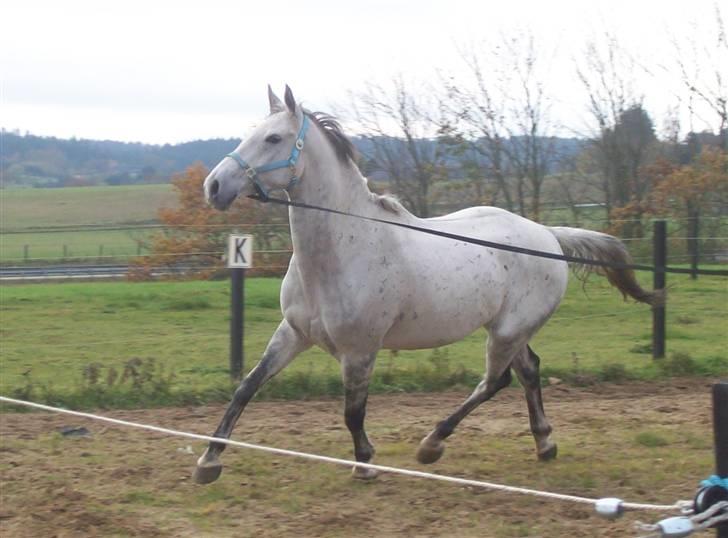 Anglo Araber (AA) Mørkbak's Kikujo <3 R.I.P billede 10