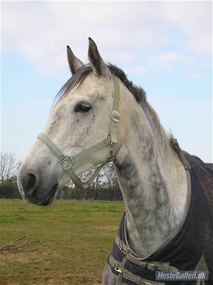 Anglo Araber (AA) Mørkbak's Kikujo <3 R.I.P billede 11