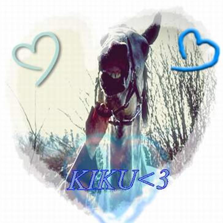 Anglo Araber (AA) Mørkbak's Kikujo <3 R.I.P billede 16