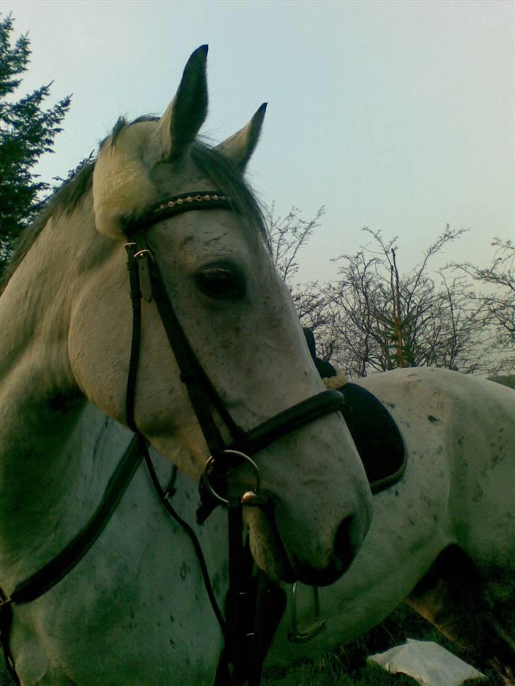 Anglo Araber (AA) Mørkbak's Kikujo <3 R.I.P billede 18