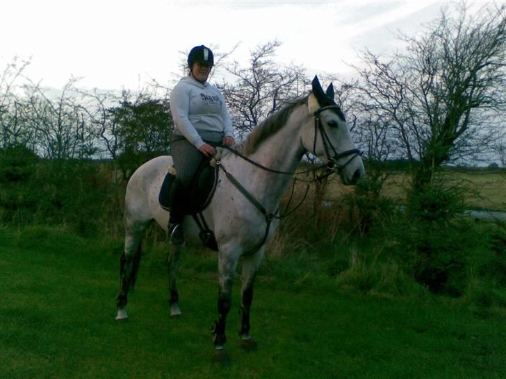 Anglo Araber (AA) Mørkbak's Kikujo <3 R.I.P billede 19